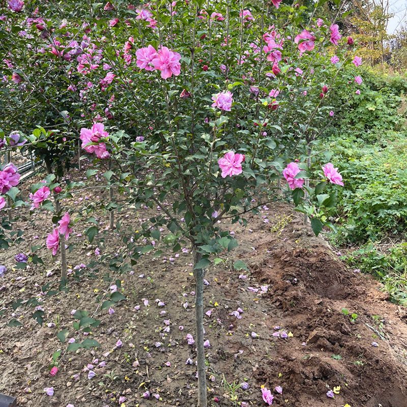 木槿小苗丛生木槿产地销售规格齐全木槿苗