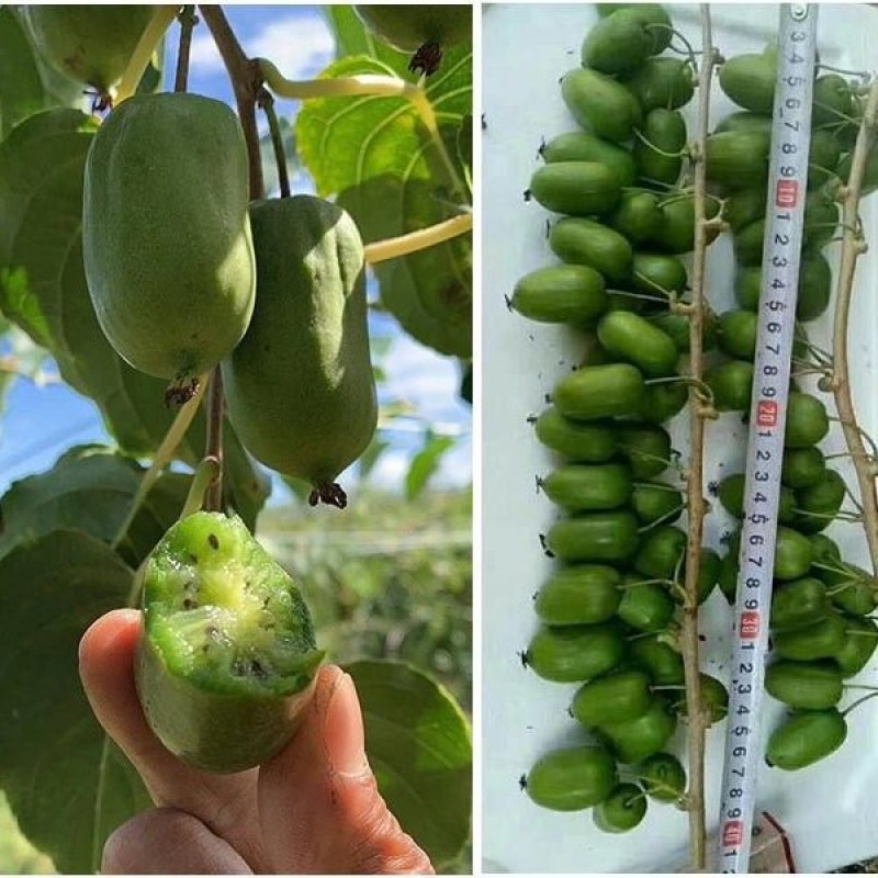 软枣猕猴桃苗树南北方种植正宗软枣子盆栽地栽龙城二号营养杯