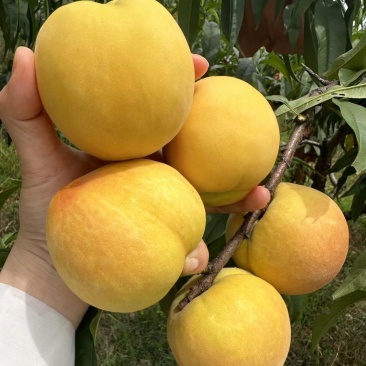 黄金蜜一号黄桃大量上市中