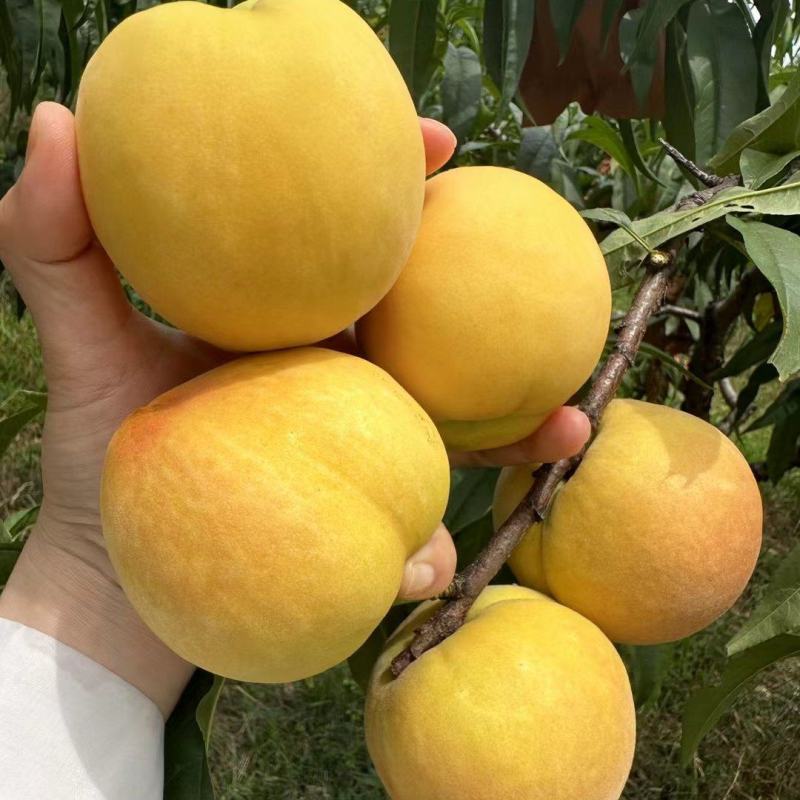 黄金蜜一号黄桃大量上市中