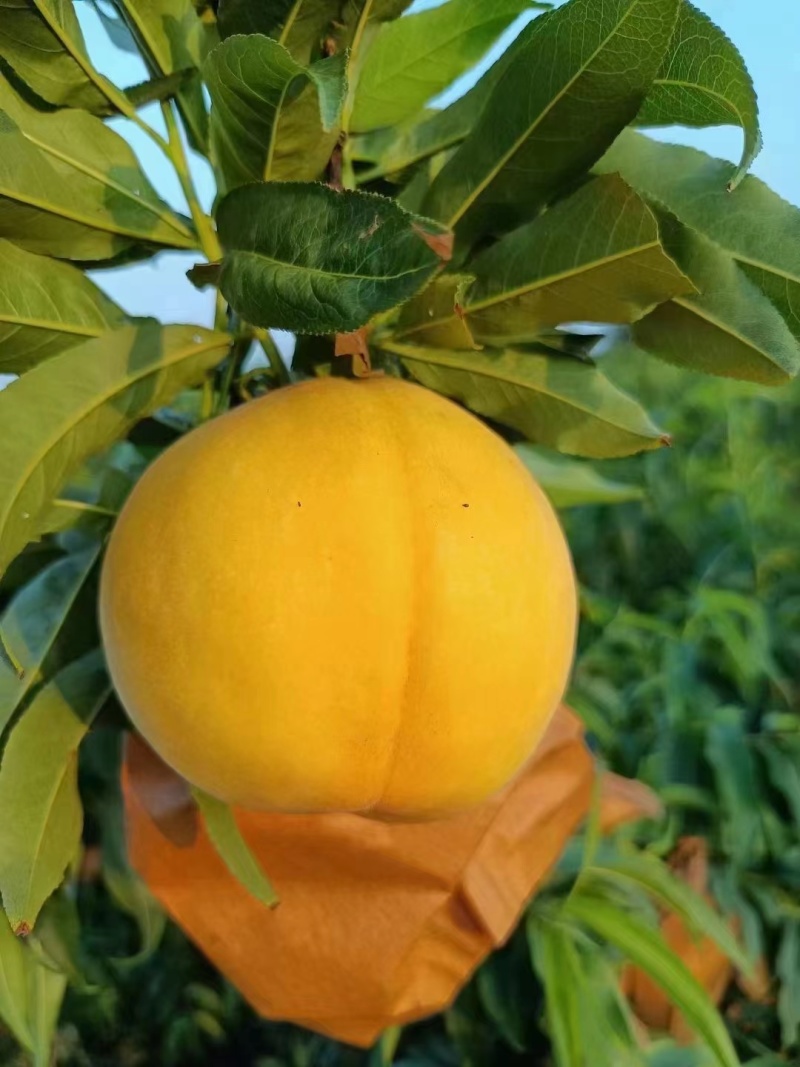黄金蜜一号黄桃大量上市中