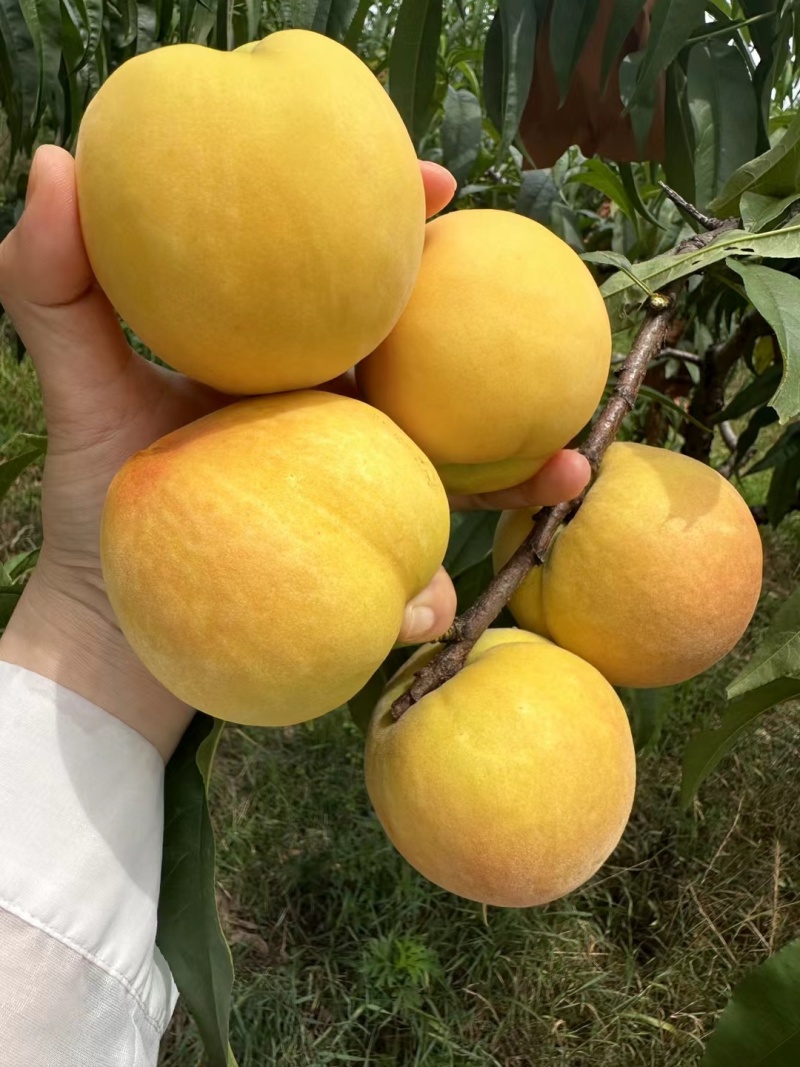 黄金蜜一号黄桃大量上市中