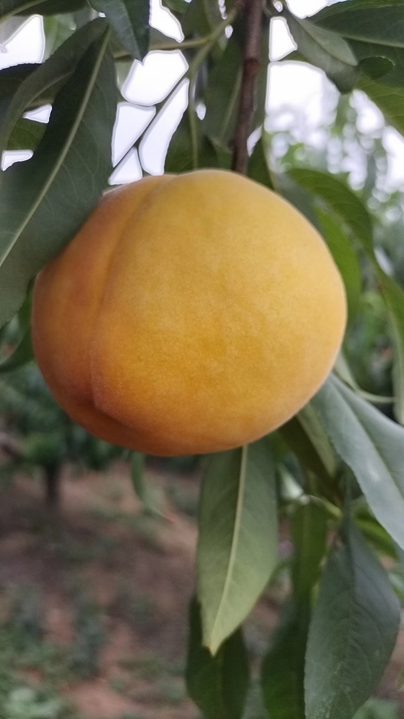 黄金蜜一号黄桃大量上市中