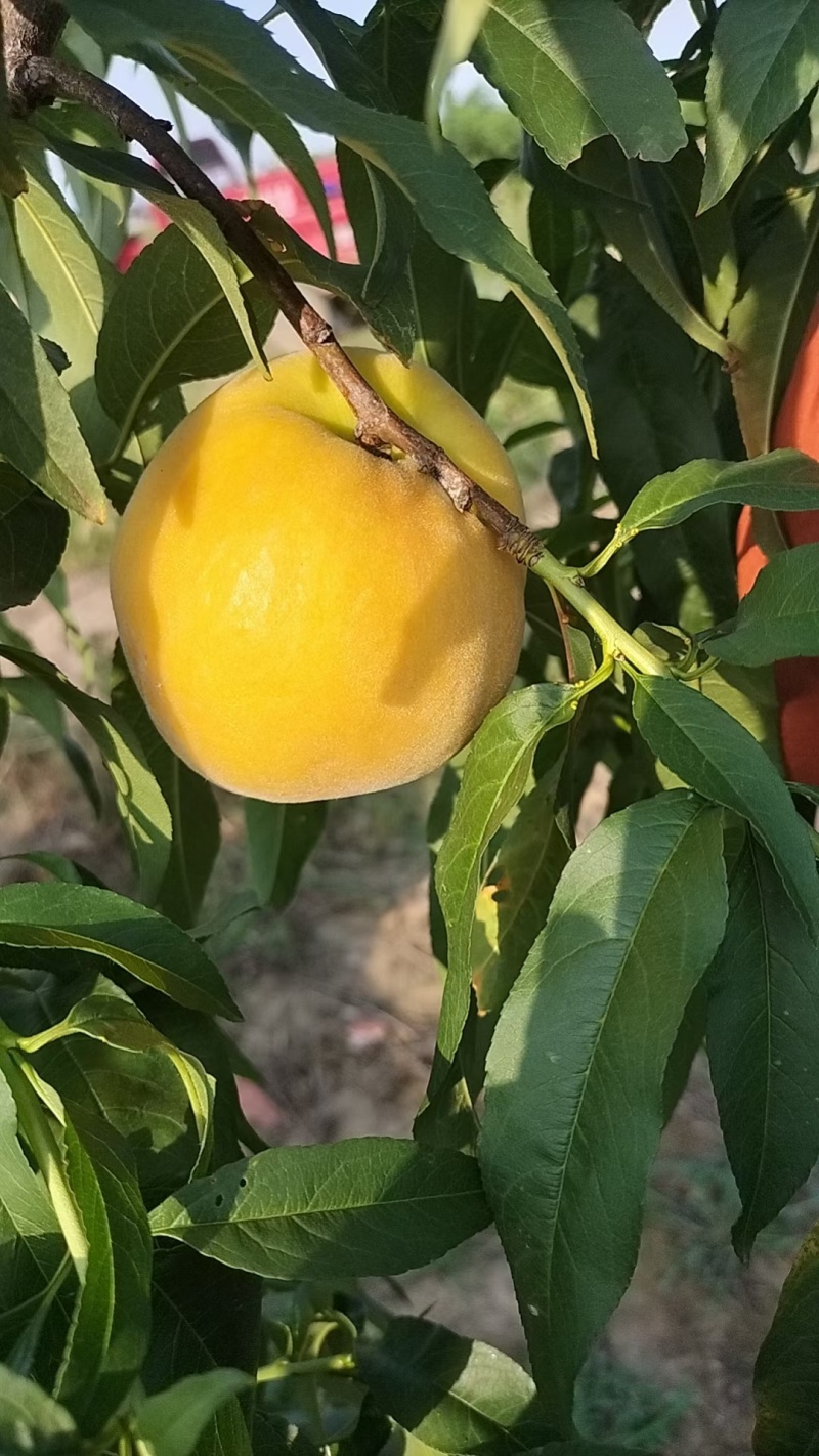 黄金蜜一号黄桃大量上市中