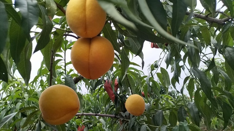 黄金蜜一号黄桃大量上市中