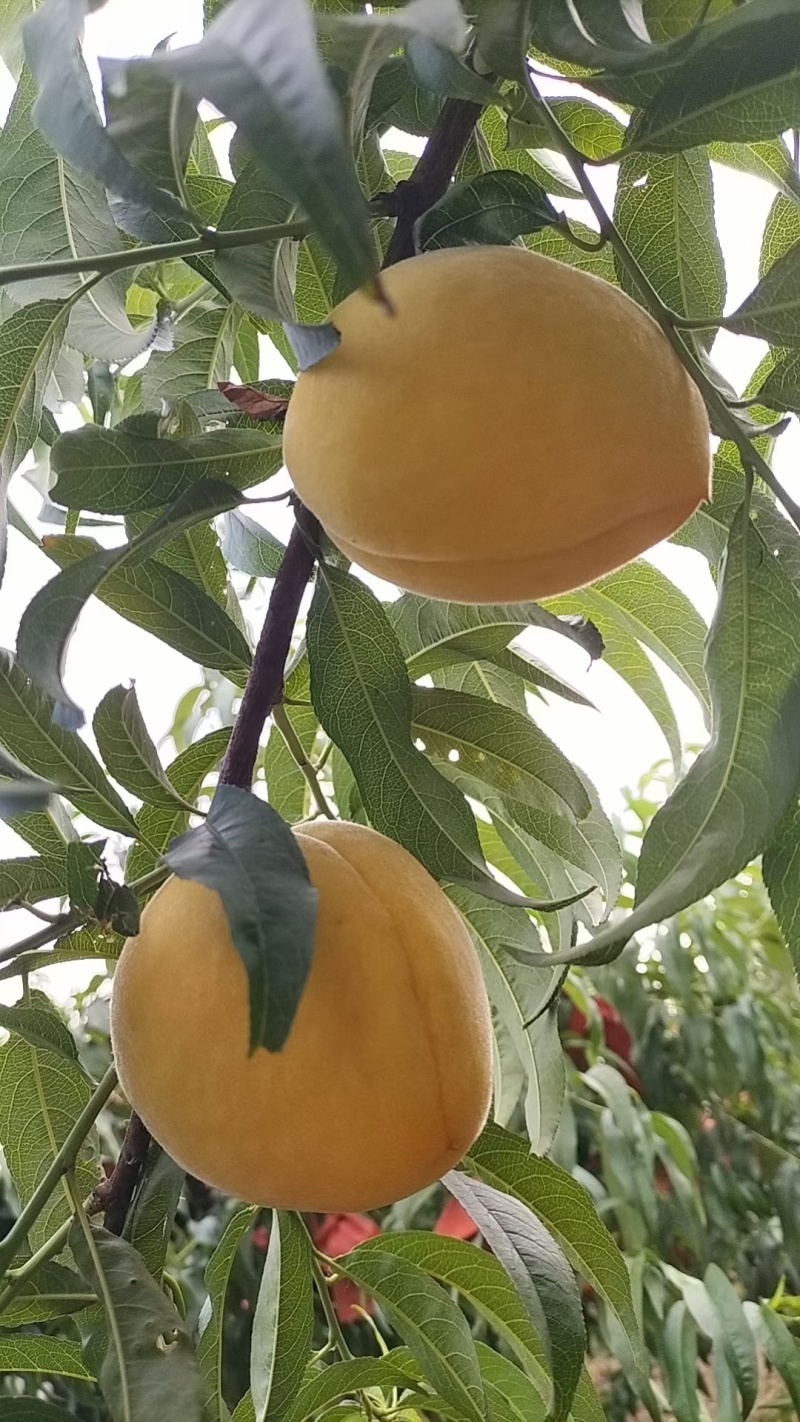 黄金蜜一号黄桃大量上市中