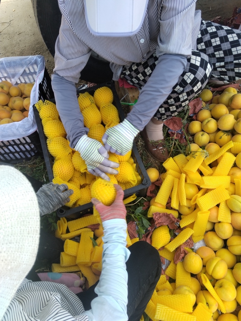黄金蜜一号黄桃大量上市中