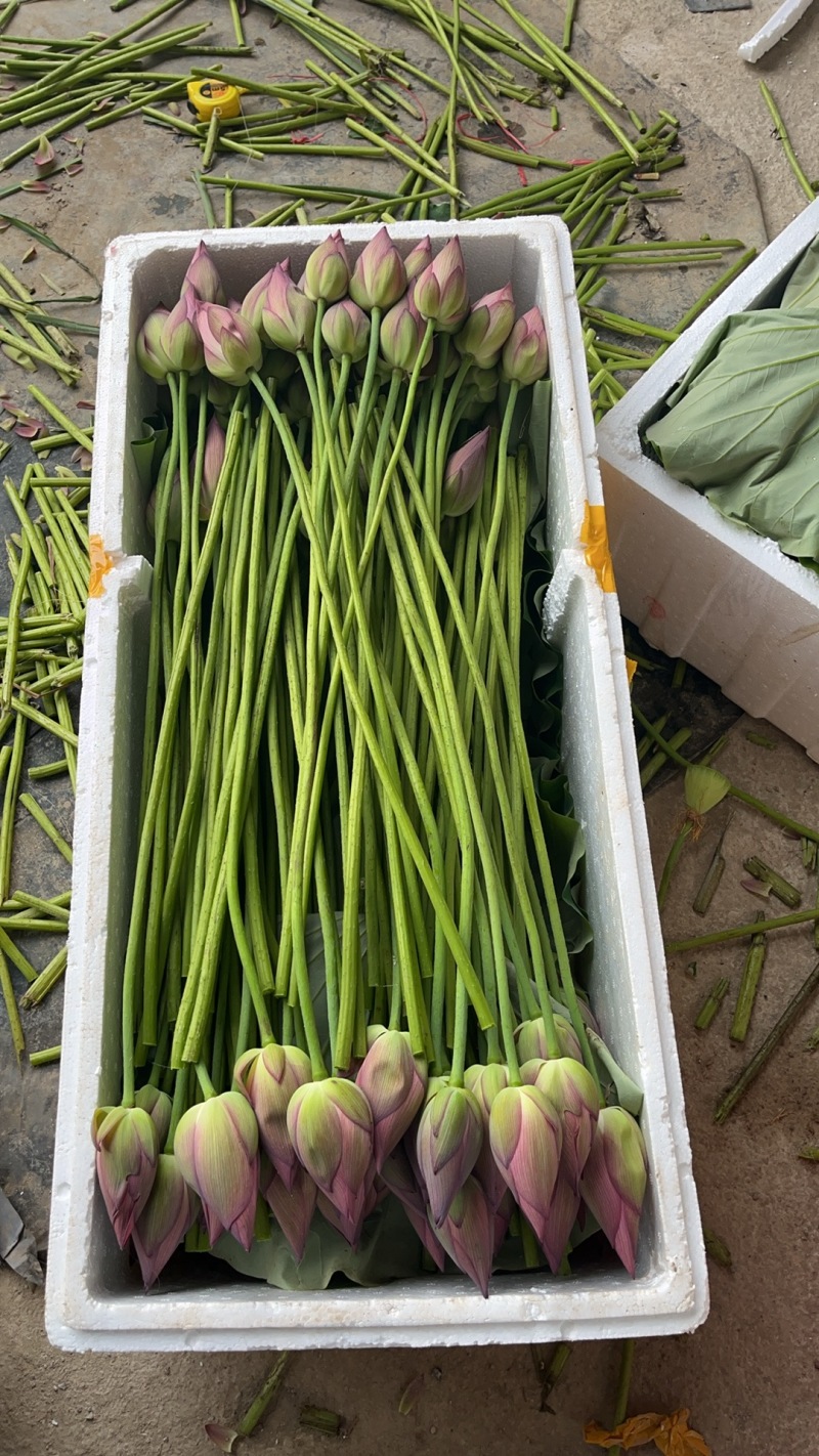 莲蓬荷花