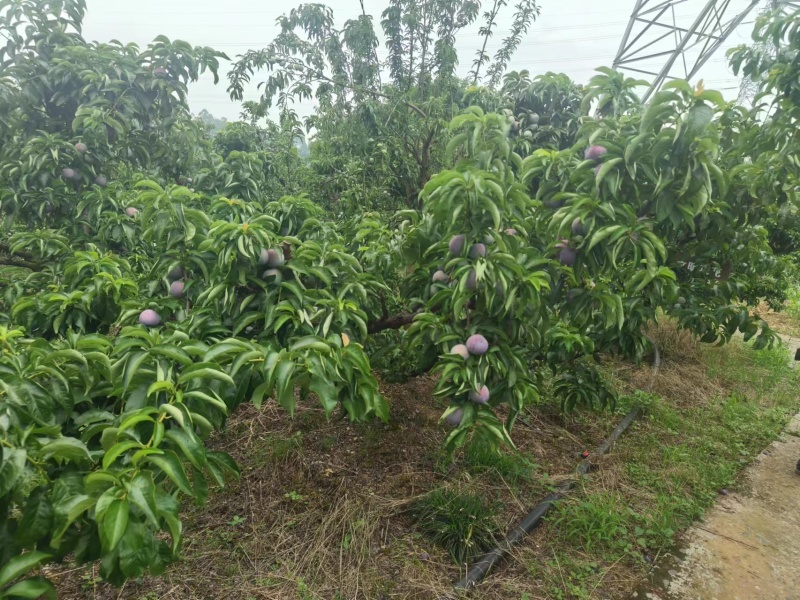 电商五月脆