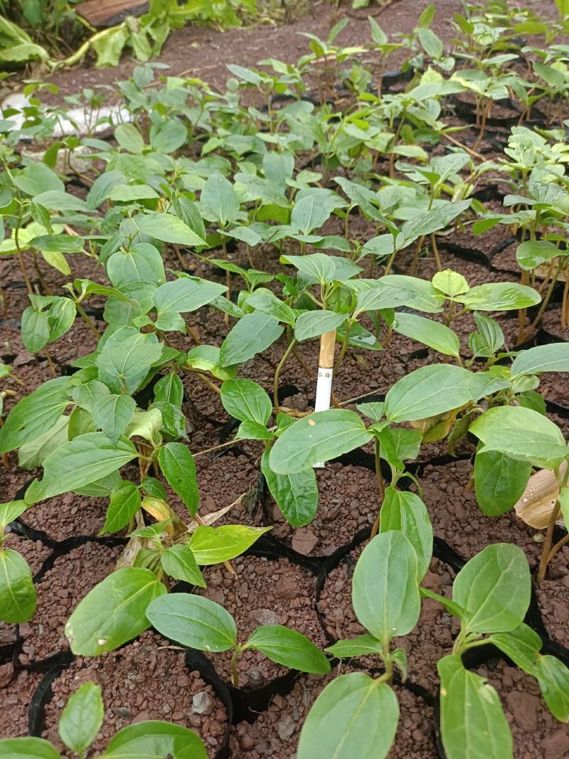 四川宜宾高县出售良种巴豆苗子【异名】巴菽，江子，老阳子，
