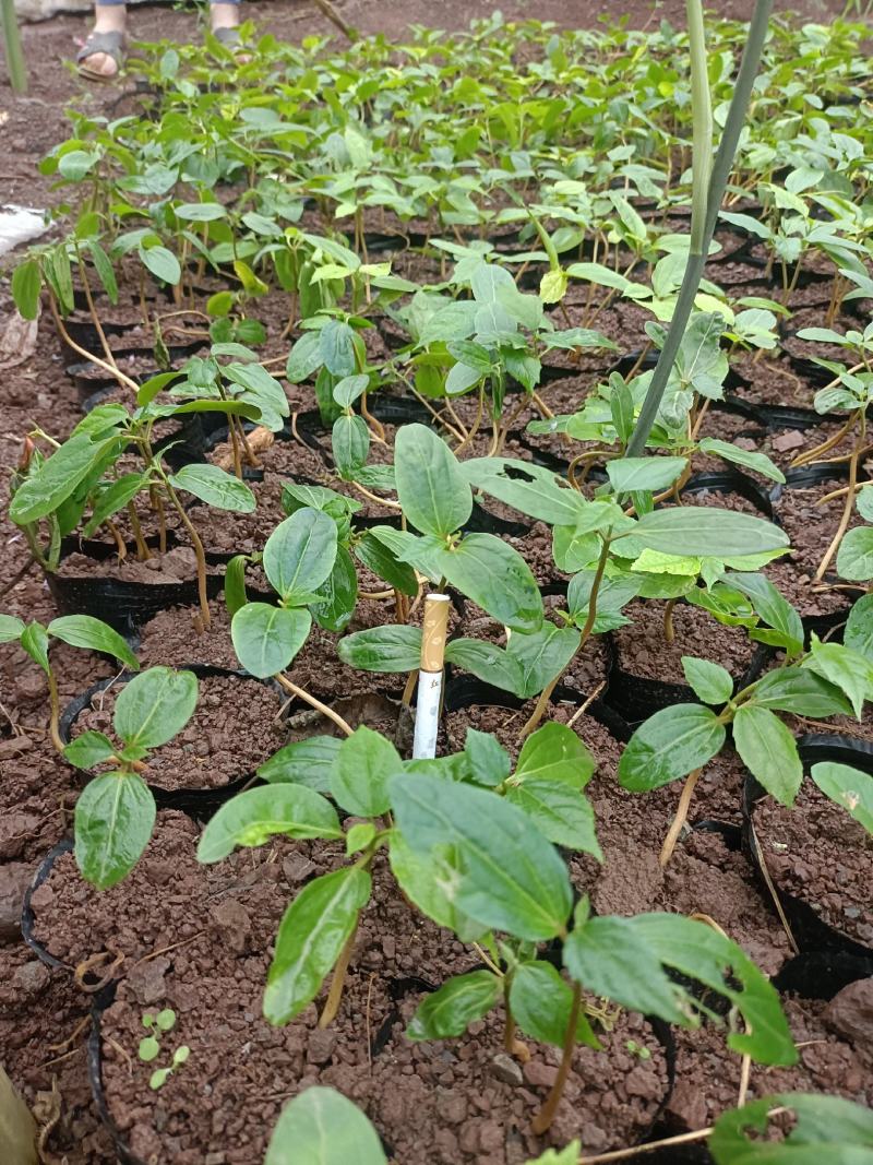 四川宜宾高县出售良种巴豆苗子【异名】巴菽，江子，老阳子，