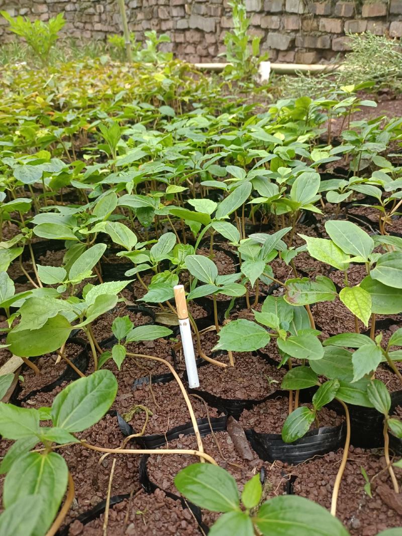 四川宜宾高县出售良种巴豆苗子【异名】巴菽，江子，老阳子，