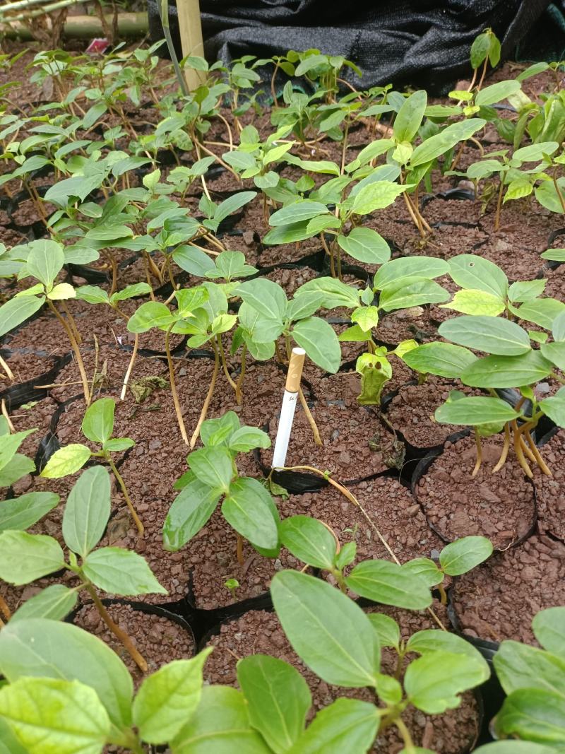 四川宜宾高县出售良种巴豆苗子【异名】巴菽，江子，老阳子，