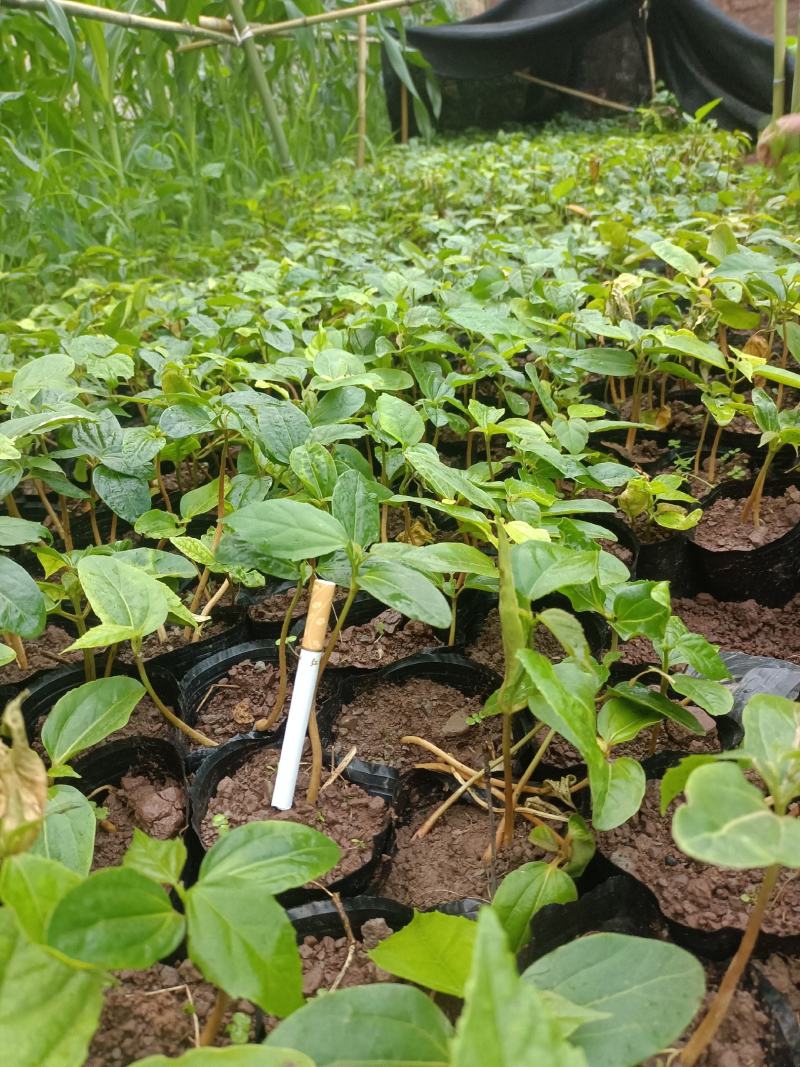 四川宜宾高县出售良种巴豆苗子【异名】巴菽，江子，老阳子，