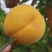 黄金蜜，锦春，精品高山双层黄桃