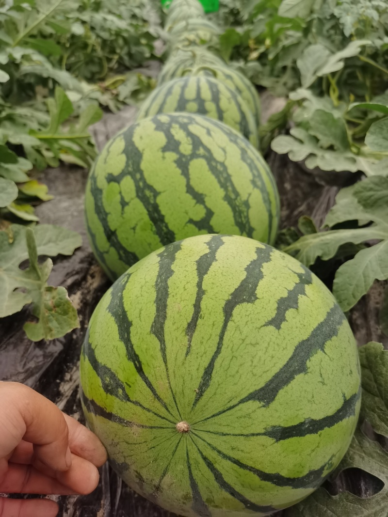美都西瓜，自家种的，基地直发，无费用