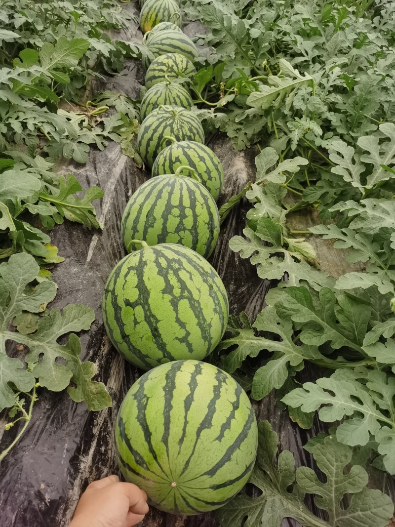美都西瓜，自家种的，基地直发，无费用