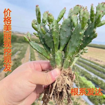 摆地摊多肉植物