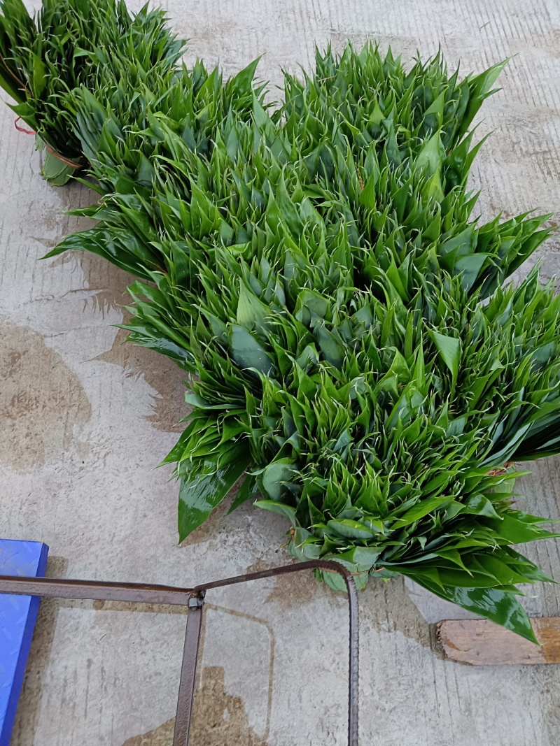 麻竹叶粽叶量大价优2025端午前每天现货供应