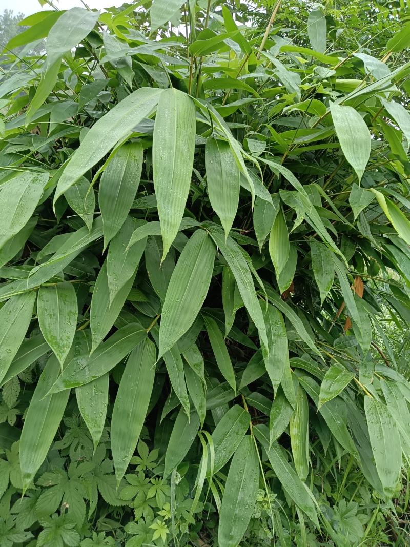 麻竹叶粽叶量大价优2025端午前每天现货供应