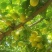 珍珠杏（油杏）