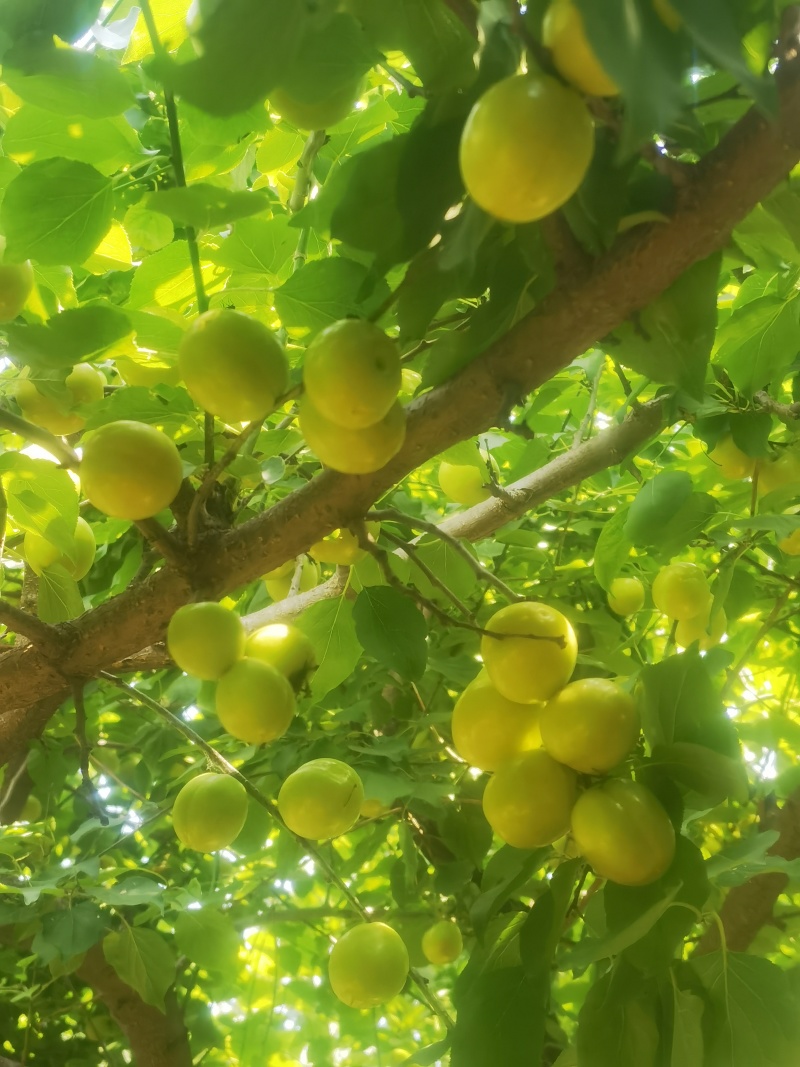 珍珠杏（油杏）