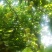 珍珠杏（油杏）