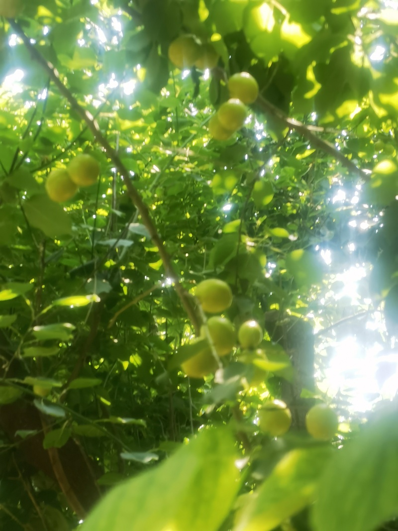 珍珠杏（油杏）