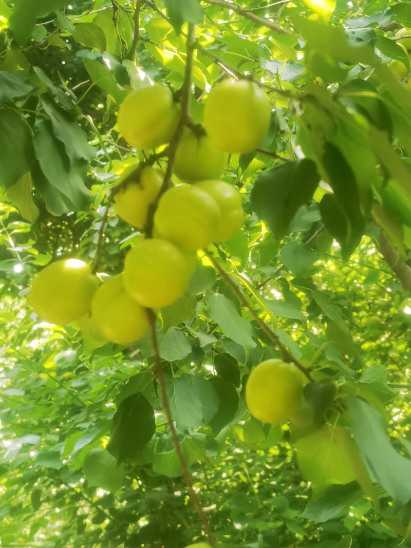 珍珠杏（油杏）