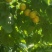 珍珠杏（油杏）
