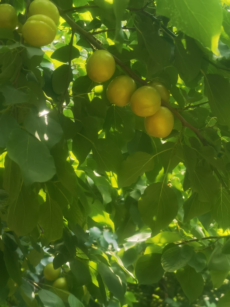 珍珠杏（油杏）