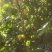 珍珠杏（油杏）