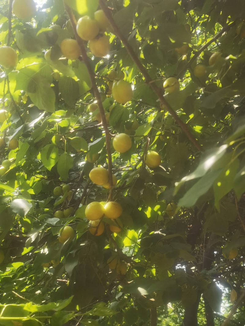 珍珠杏（油杏）