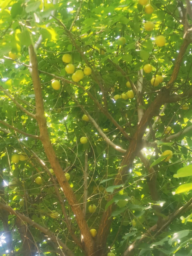 珍珠杏（油杏）