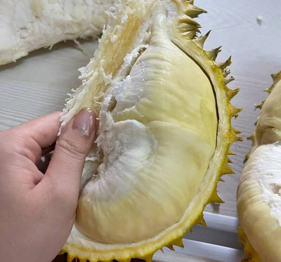 一个被横向剖开的成熟金枕头榴莲,露出三到五瓣饱满的乳黄色果肉,质地细腻如奶油,果核较小,周围有轻微汁液渗出,背景为木质砧板与绿色香蕉叶衬托,突出热带水果的自然美感 成熟剖开的金枕头榴莲特写展示果肉分布