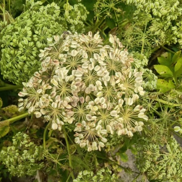 白芷种子
