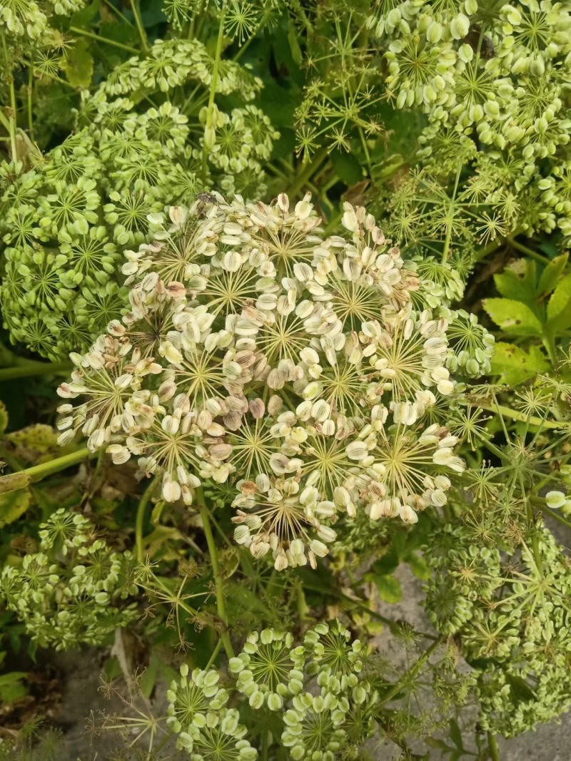 白芷种子