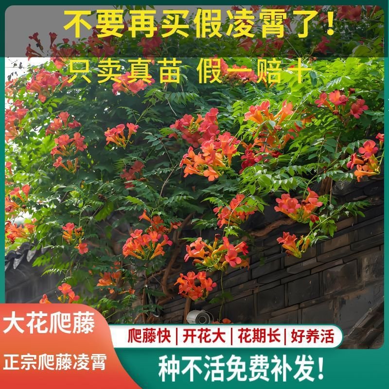 凌霄盆栽美国凌霄苗爬藤植物凌霄花苗阳台绿化中华凌霄苗