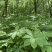 吉林野生北重楼线重楼蚂蟥重楼