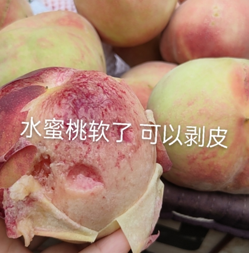 水蜜桃深州发货现摘现发自家果园