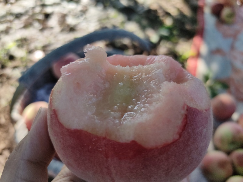 水蜜桃深州发货现摘现发自家果园