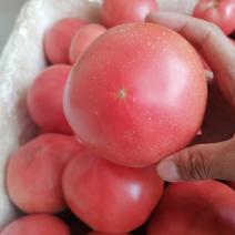 批发西红柿，现在批发价1元/斤