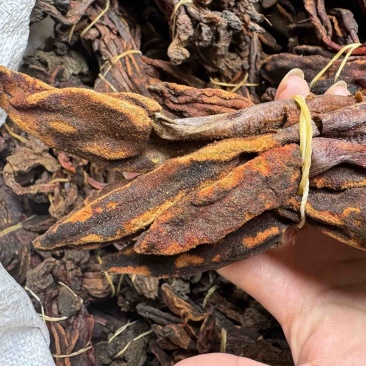 回春草大量现货一手货源，稳定供货欢迎随时咨询下单