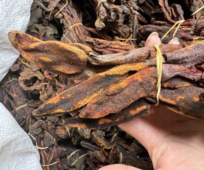 回春草大量现货一手货源，稳定供货欢迎随时咨询下单
