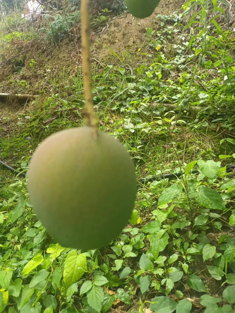 苹果芒凯特芒澳芒贵妃芒金煌芒鹰嘴芒云南芒果基地直供一件