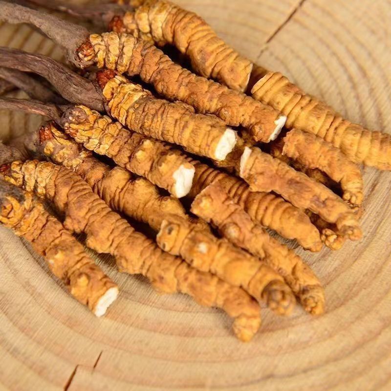 （低价断虫草）冬虫夏草正品西藏那曲虫草批发干虫草大节