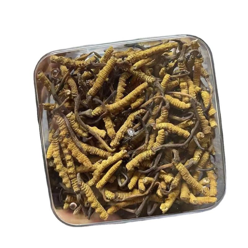 （低价断虫草）冬虫夏草正品西藏那曲虫草批发干虫草大节
