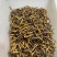 （低价断虫草）冬虫夏草正品西藏那曲虫草批发干虫草大节