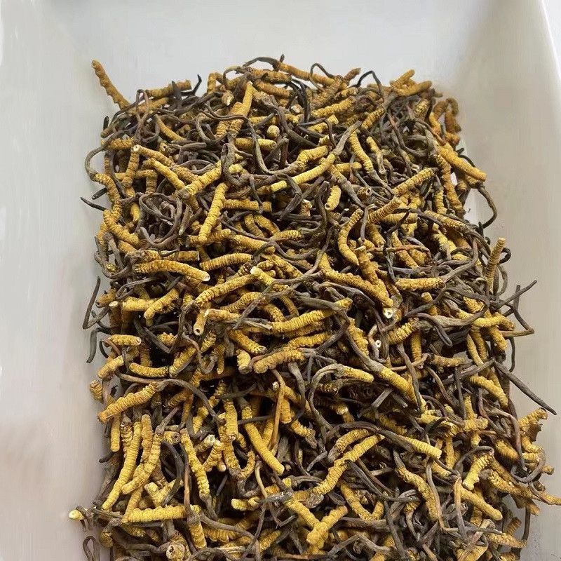 （低价断虫草）冬虫夏草正品西藏那曲虫草批发干虫草大节