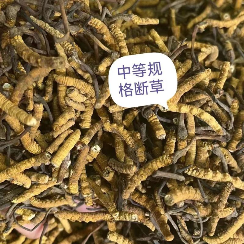（低价断虫草）冬虫夏草正品西藏那曲虫草批发干虫草大节